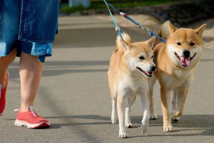 paseas a tu perro sin correa en cdmx podrias enfrentar hasta 36 horas de arresto
