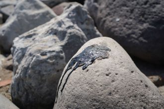 veracruz limpieza hidrocarburo