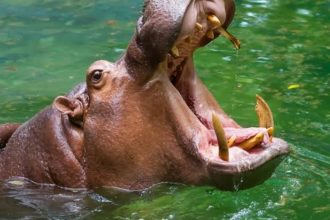 hipopótamos de pablo escobar