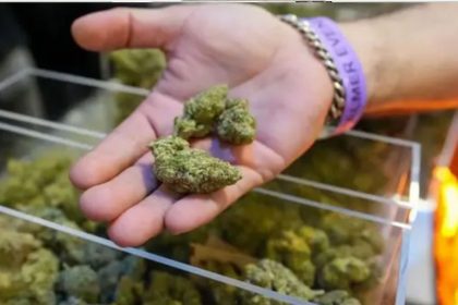 Marihuana es reclasificada | Especial