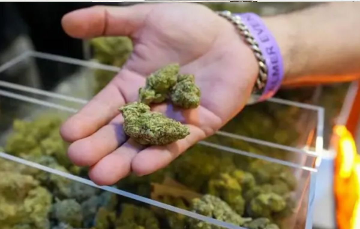 Marihuana es reclasificada | Especial