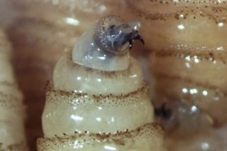 Gusano barrenador en Chiapas| Especial