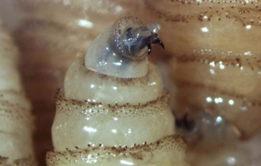 Gusano barrenador en Chiapas| Especial