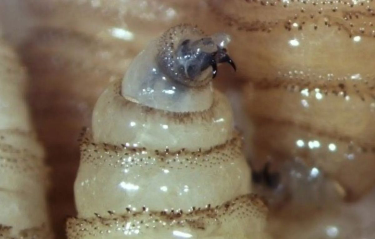 Gusano barrenador en Chiapas| Especial