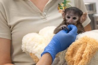 Monito Yuji en el Zoológico de Guadalajara | Zoológico de Guadalajara
