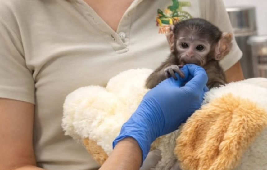 Monito Yuji en el Zoológico de Guadalajara | Zoológico de Guadalajara