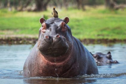 Hipopótamos de Pablo Escobar | EFE