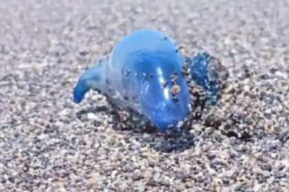 Dragón Azul en Michoacán | Especial