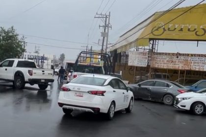 gallina dorada tamaulipas