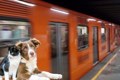 puedo subir con mi perro al metro o metrobus de cdmx esto dice la ley