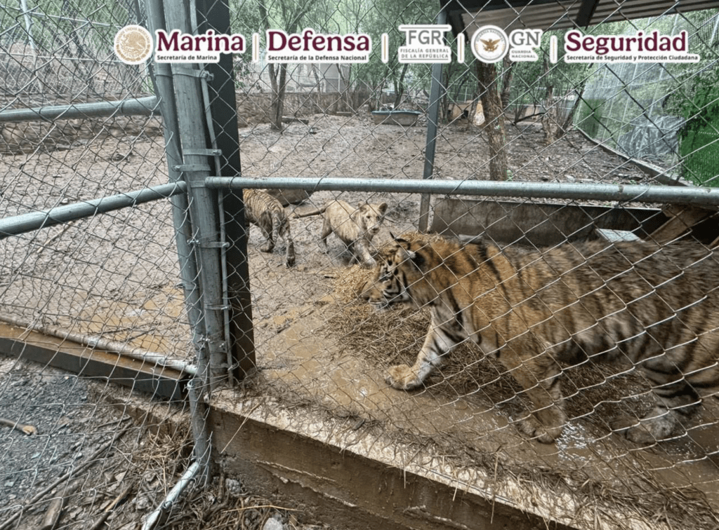 Tigre en custodia | Omar Garcia Harfuch 