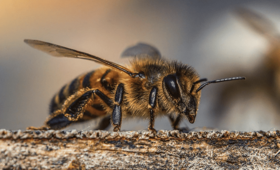 Día Mundial de la Abeja | Gobierno de México 