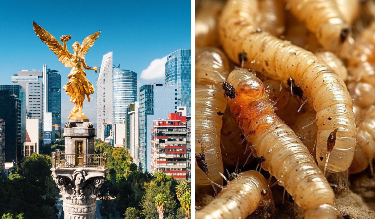 gusano barrenador en cdmx