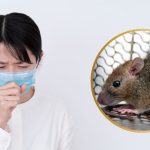 hantavirus vs covid