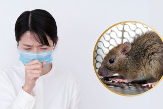 hantavirus vs covid