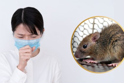 hantavirus vs covid