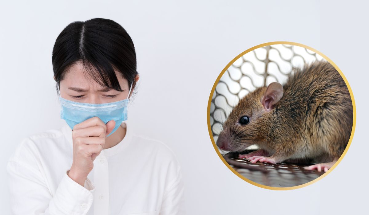 hantavirus vs covid