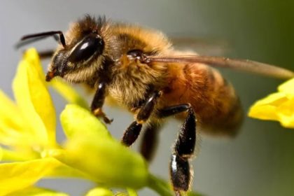 Día Mundial de la Abeja | Especial