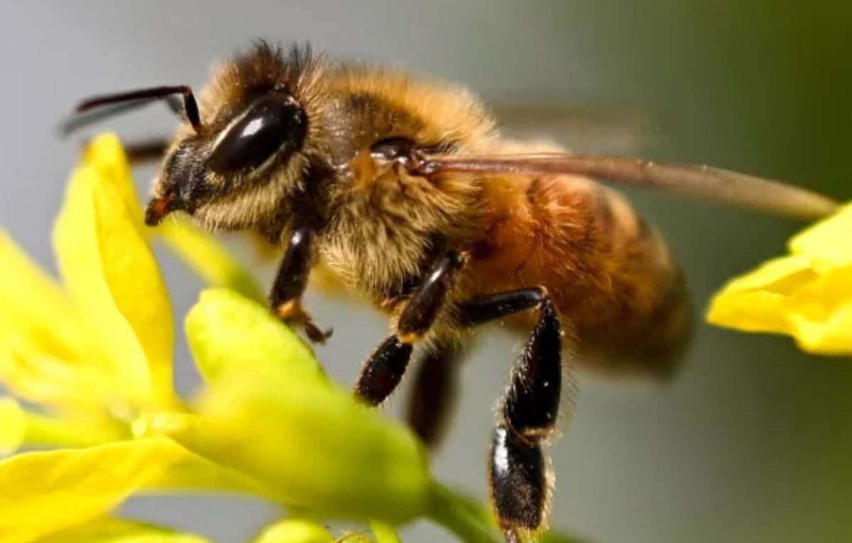 Día Mundial de la Abeja | Especial