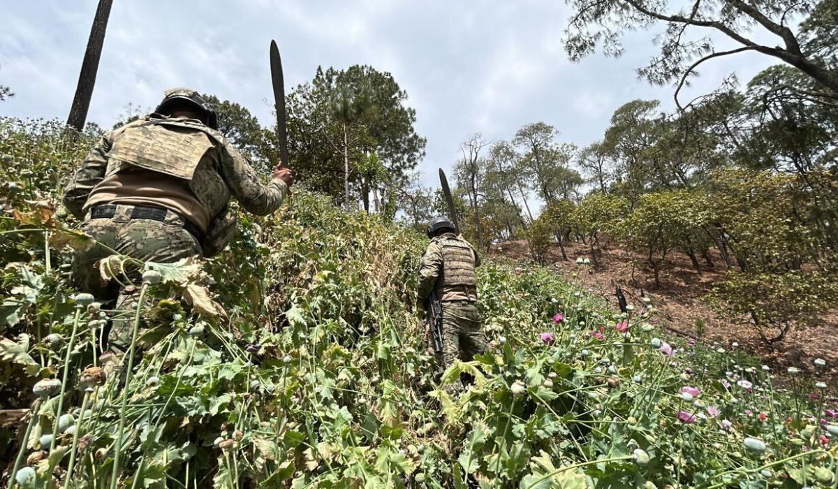 desmantelan campo de amapolas en nayarit