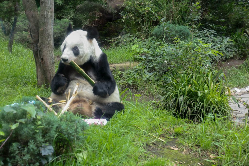 billete panda xin xin
