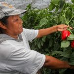 día de la mujer rural