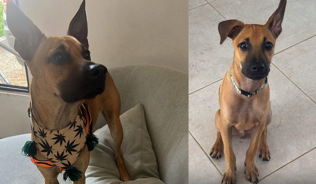drako, raza caramelo en duda, unam