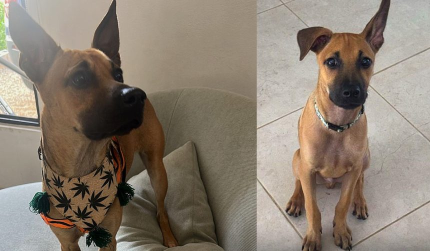 drako, raza caramelo en duda, unam
