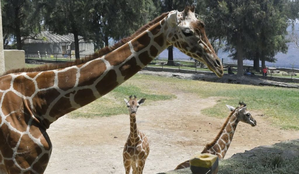jirafas en zoo guadalajara