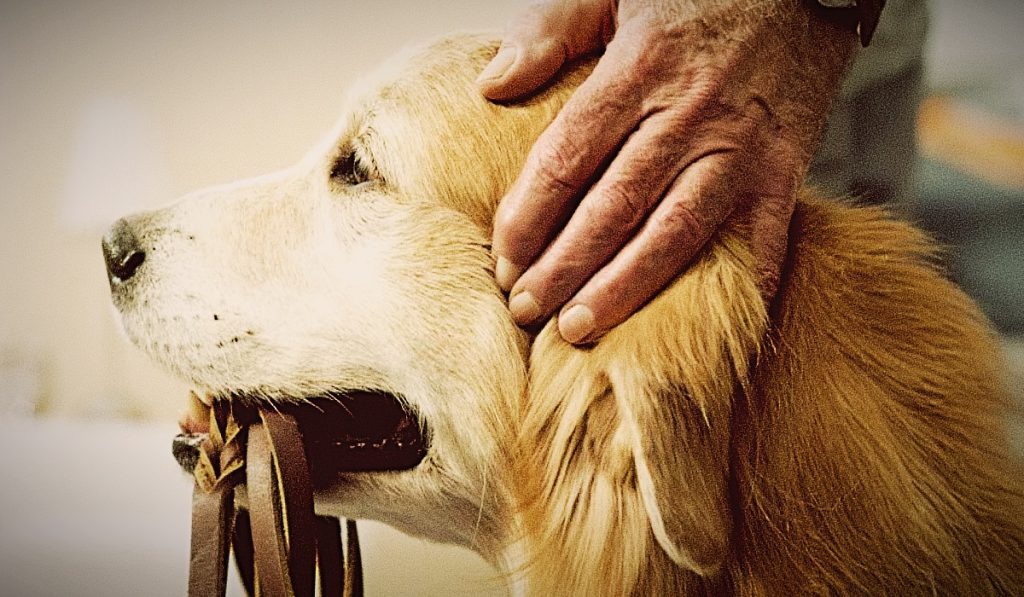 perros de compañía para adultos mayores.jpg