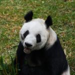 La panda gigante Xin Xin, embajadora de la vida silvestre de Chapultepec - FOTO: SEDEMA/CUARTOSCURO.COM