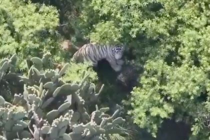 Tigre bengala