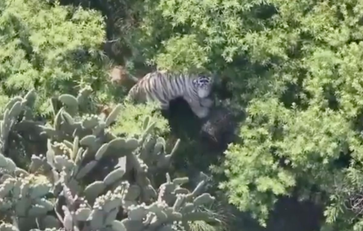 Tigre bengala