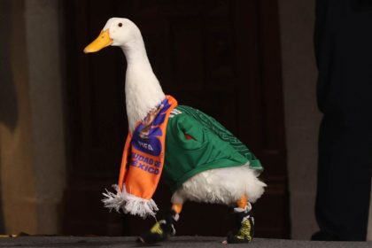 Pato merlín
