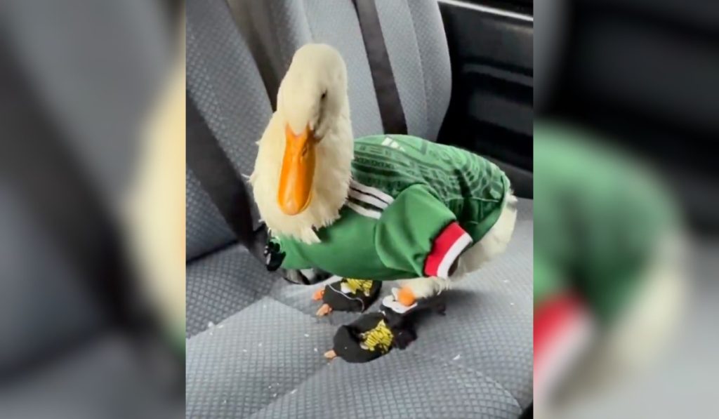 pato merlin mundial