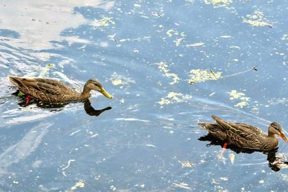 Recuperación lago Huayamilpas en Coyoacán | cortesía