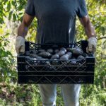 exportación de aguacate con menores ganancias