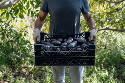 exportación de aguacate con menores ganancias