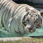 Caso Kenzo: revelan la causa oficial de muerte del tigre de Bengala - Redes Sociales