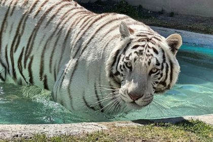 Caso Kenzo: revelan la causa oficial de muerte del tigre de Bengala - Redes Sociales