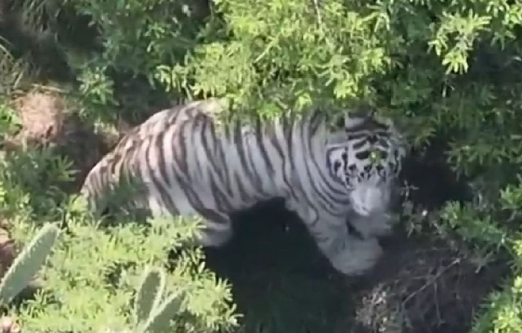 tigre