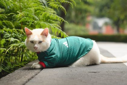 coco gatito