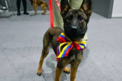 perrita donada por venezuela