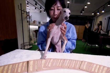tarot para perro