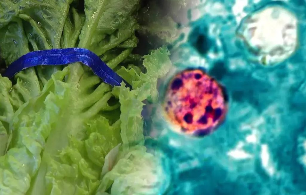 Diarrea explosiva y lechuga