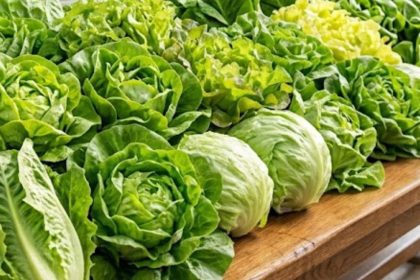 lechuga