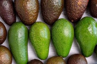 aguacate mexico