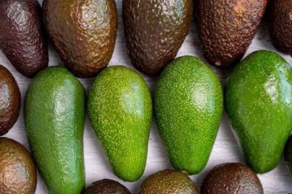 aguacate mexico