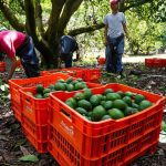 aguacates michoacán