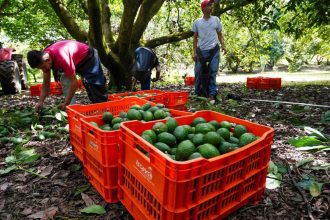 aguacates michoacán